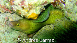 Green eye eel by Andres Larraz 